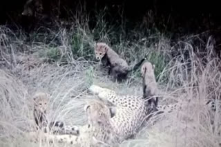 MADHYA PRADESH CHEETAH JAWALA CUB DIED IN SHEOPUR BROUGHT FROM NAMIBIA