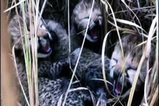 Two-month-old cheetah cub dies at Madhya Pradesh's Kuno National Park
