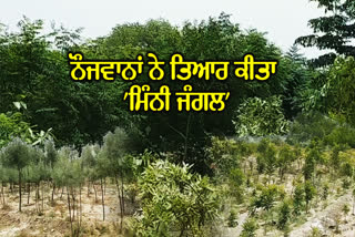 Mini Jungle In Mansa, Mansa News