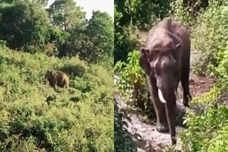 അട്ടപ്പാടിയിൽ കാട്ടാന ശല്യം രൂക്ഷം  അട്ടപ്പാടി ഷോളയൂർ ചാവടിയൂർ ആദിവാസി ഊര്  റാഗിയും ചാമയും കാട്ടാനകൾ ചവിട്ടിമെതിച്ചു  ഷോളയൂർ വനം വകുപ്പ് ഉദ്യോഗസ്ഥർ  അട്ടപ്പാടിയിൽ ഷോളയൂർ പഞ്ചായത്ത്  wild animal disturbance is severe in Attappady