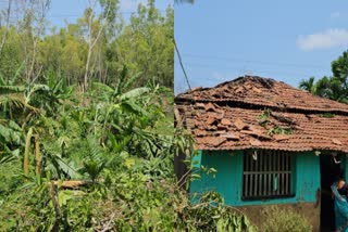 hundreds-of-trees-felldown-by-wind-in-shirasi