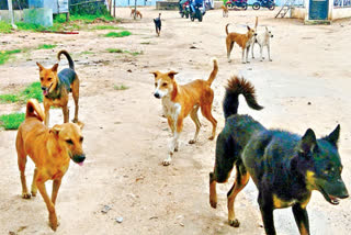 Street Dogs Attack 12 Peoples