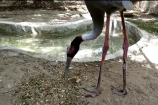 Arif's stork-friend Saras in Kanpur zoo