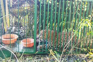 Two leopard captured in mysuru