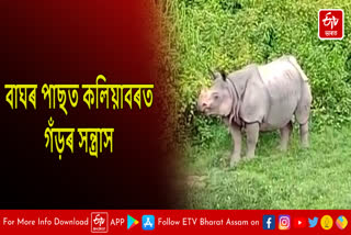 Free roaming of Rhino creates panic at Kaliabar