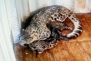 Darjeeling Zoo gets 5 snow leapoard cubs this month