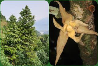 A new species of tree discovered in Arunachal Pradesh
