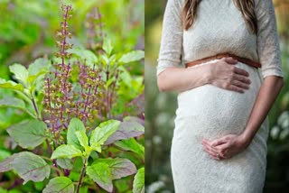 BASIL LEAVES DURING PREGNANCY