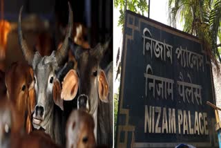 Cattle Smuggling Case