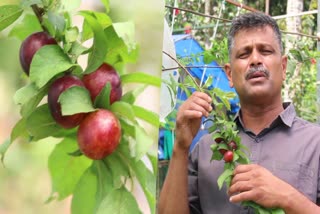 plum farming  plum farming during summer  plum farming in idukki  winter season fruit  kalapurackal biju farming  varieties of plum  പ്ലം  പ്ലം കൃഷി  ഹൈറേഞ്ചില്‍ പ്ലം കൃഷി  സാറ്റ്ലിച്ച്  വിവിധ ഇനം പ്ലം  ഇടുക്കി ഏറ്റവും പുതിയ വാര്‍ത്ത  ഇന്നത്തെ പ്രധാന വാര്‍ത്ത