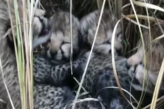 cheetah jawala cubs died