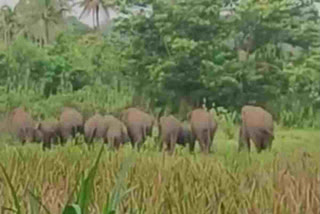 14 Elephants In Thotakanuma Damage Crops