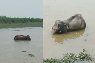Wild Elephant stuck in Wetland