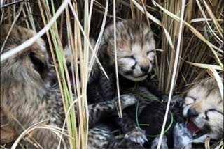 Two Cheetah Cubs dies  Two Cheetah Cubs dies in Kuno National Park  Cheetah Cubs  Kuno National Park  Madhyapradesh  severe hot and health issues  അസഹനീയമായ ചൂടും ആരോഗ്യപ്രശ്‌നങ്ങളും  കുനോ ദേശീയോദ്യാനത്തില്‍  രണ്ട് ചീറ്റ കുഞ്ഞുങ്ങള്‍ ചത്തു  ചീറ്റ  നമീബിയയിൽ നിന്നെത്തിച്ച പെൺ ചീറ്റ  മധ്യപ്രദേശ്  ഷിയോപൂര്‍  നമീബിയ