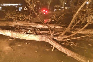 Tree fell on bike riders in Una