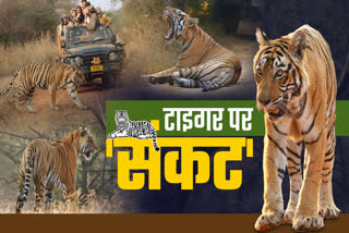 Increasing number of tiger deaths