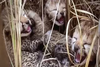 madhya-pradesh-cheetah-jawala-cubs-died-in-sheopur-brought-from-namibia