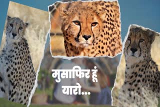 cheetahs shift to Gandhi Sagar