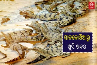 ସାତକୋଶିଆ ଗଣ୍ଡରେ ପୁଣି ନୂଆ ଅତିଥି