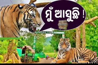 Royal Bengal Tiger return satkosia