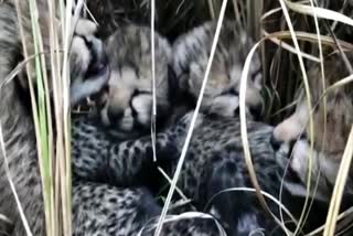 Cheetah cubs die