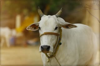 cow in Nashik