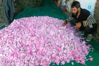 جموں و کشمیر میں گلاب کے تیل کی صنعت