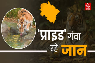 Tiger Died in Uttarakhand