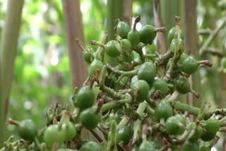 Cardamom prices are falling  ആയിരത്തില്‍ നിന്ന് കുത്തനെ താഴേക്ക്  ഏലം വിലയിടിവില്‍ ആശങ്കയില്‍ കര്‍ഷകര്‍  ഏലത്തിന്‍റെ വില കുത്തനെ ഇടിയുന്നു