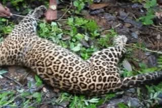 MP khargone Leopard beaten to death