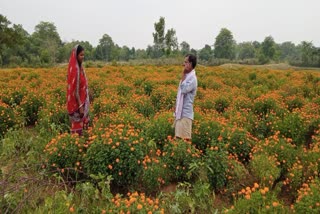 http://10.10.50.75//jharkhand/26-May-2023/jh-eas-01-flowers-farming-image-jhc10017_26052023174900_2605f_1685103540_974.jpg