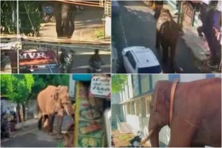 Ari komban Elephant Invade and try to Attack  Elephant Invade and try to Attack Kambam Pepoles  Ari komban Elephant news  ಅಟ್ಟಹಾಸ ಮೆರೆಯುತ್ತಿರುವ ಅರಿಕೊಂಬನ್  ವಿಡಿಯೋ ಸಖತ್​ ವೈರಲ್  ಕೇರಳದಿಂದ ತಮಿಳುನಾಡಕ್ಕೆ ನುಗ್ಗಿ ಅಟ್ಟಹಾಸ  ಗಡಿಯಲ್ಲಿ ಅರಿಕೊಂಬನ್​ ಎಂಬ ಆನೆಯ ಉಪಟಳ  ಸಾಮಾಜಿಕ ಜಾಲತಾಣದಲ್ಲಿ ಸಖತ್​ ವೈರಲ್  ತಮಿಳುನಾಡಿನಲ್ಲಿ ಕೇರಳದ ಆನೆ ಅಟ್ಟಹಾಸ  ಕಾಡಿಗೆ ಬಿಡುವ ಮುನ್ನ ಕೊರಳಿಗೆ ಜಿಪಿಆರ್‌ಎಸ್‌  ಆನೆಯ ಚಲನವಲನದ ಮೇಲೆ ನಿರಂತರ ನಿಗಾ  ಮೇಘಮಲೈ ಪ್ರದೇಶದ ಚಹಾ ತೋಟದ ಕಾರ್ಮಿಕ