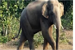 minor girl killed elephant attack