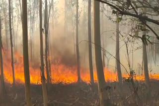 Fierce fire in Surmi forest of Baikunthpur