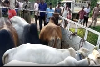 Smuggling cattles seized at Raha