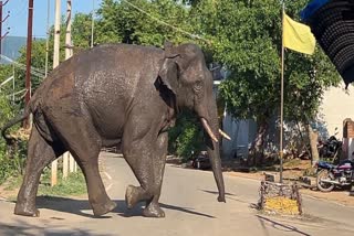 arikomban at cumbum  arikomban at cumbum tamil nadu forest department  tamil nadu forest department  arikomban  cumbum  cumbum arikomban attack  അരിക്കൊമ്പൻ  അരിക്കൊമ്പൻ കമ്പം  കുങ്കിയാനകൾ  അരിക്കൊമ്പൻ കമ്പത്ത്  കമ്പം ടൗണിൽ അരിക്കൊമ്പൻ  തമിഴ്‌നാട് വനം വകുപ്പ്  തമിഴ്‌നാട് വനം വകുപ്പ് അരിക്കൊമ്പൻ  കുങ്കിയാന