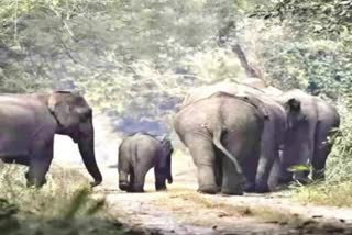 جنگلی ہاتھیوں کے حملے میں بچی سمیت دو افراد ہلاک