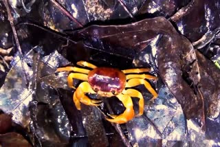 new-crab-species-discovered-in-karnataka-new-genus-crab-aradhya-placida