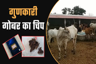 know-how-cow-dung-chip-will-reduce-radiation-from-mobile