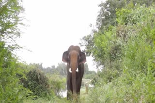 woman-killed-in-elephant-attack