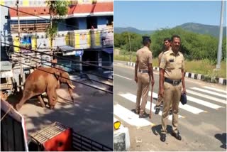 Wild Elephant Arikomban in Cumbum  Mission Arikomban by Tamil Nadu Govt  Mission Arikomban  മിഷന്‍ അരിക്കൊമ്പൻ  അരിക്കൊമ്പനെ മയക്കുവെടി വയ്ക്കാനുള്ള തീരുമാനം  മേഘമല  അരിക്കൊമ്പൻ  ചുരുളി