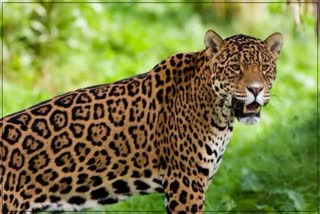 2 Panther Dies in Dholpur