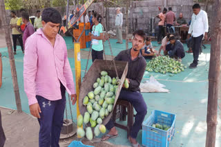 Due to global warming, production and sweetness of mango crop decreased in Valsad