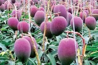 Mango Farmers struggling  with low cost in Markets in Telangana