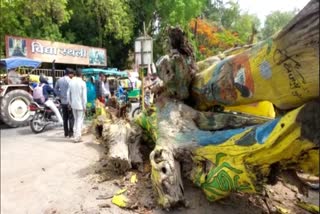 tree fell on vehicles in front of sandipani ashram
