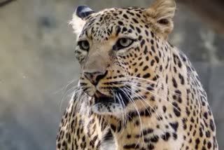 leopard death case narmadapuram