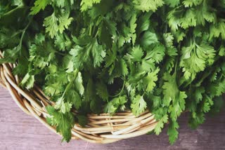 Benefits of Coriander Leaves