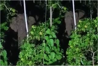 Wild elephant spotted in the backyard at Vazhani  Wild elephant spotted in the backyard  വാഴാനിയില്‍ കാടിറങ്ങിയ കൊമ്പന്‍ വീട്ടുമുറ്റത്ത്  ആന ഫോറസ്റ്റ് സ്റ്റേഷന് മുമ്പിൽ  വാഴാനി  വനം വകുപ്പ്  വാഴാനി വന്യജീവി സങ്കേതം