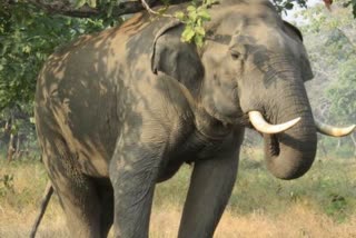 elephant in bhubaneswar