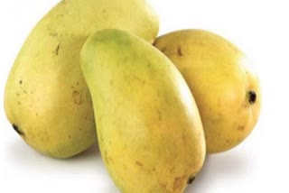 mangoes